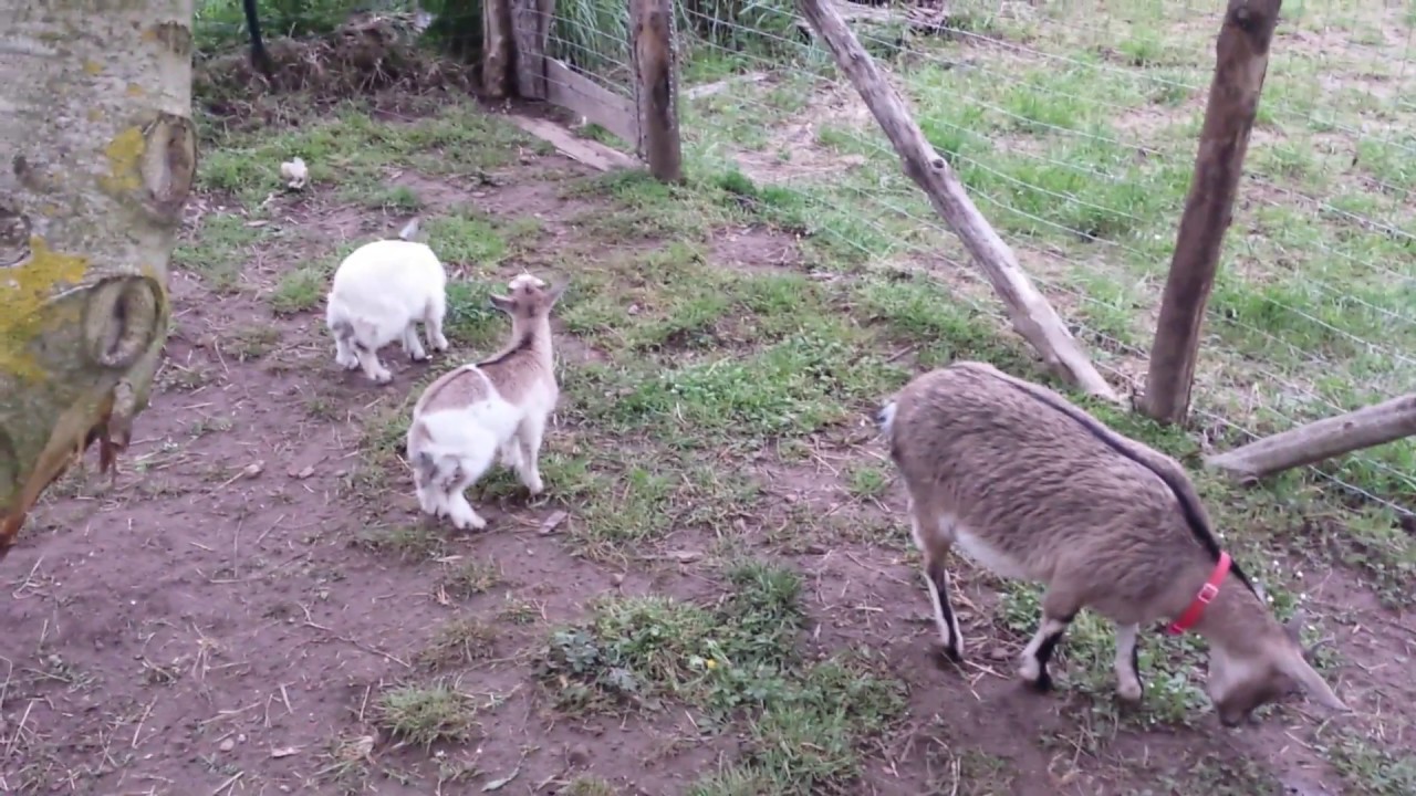 Caprette tibetane piccoli nati 1 mese fa