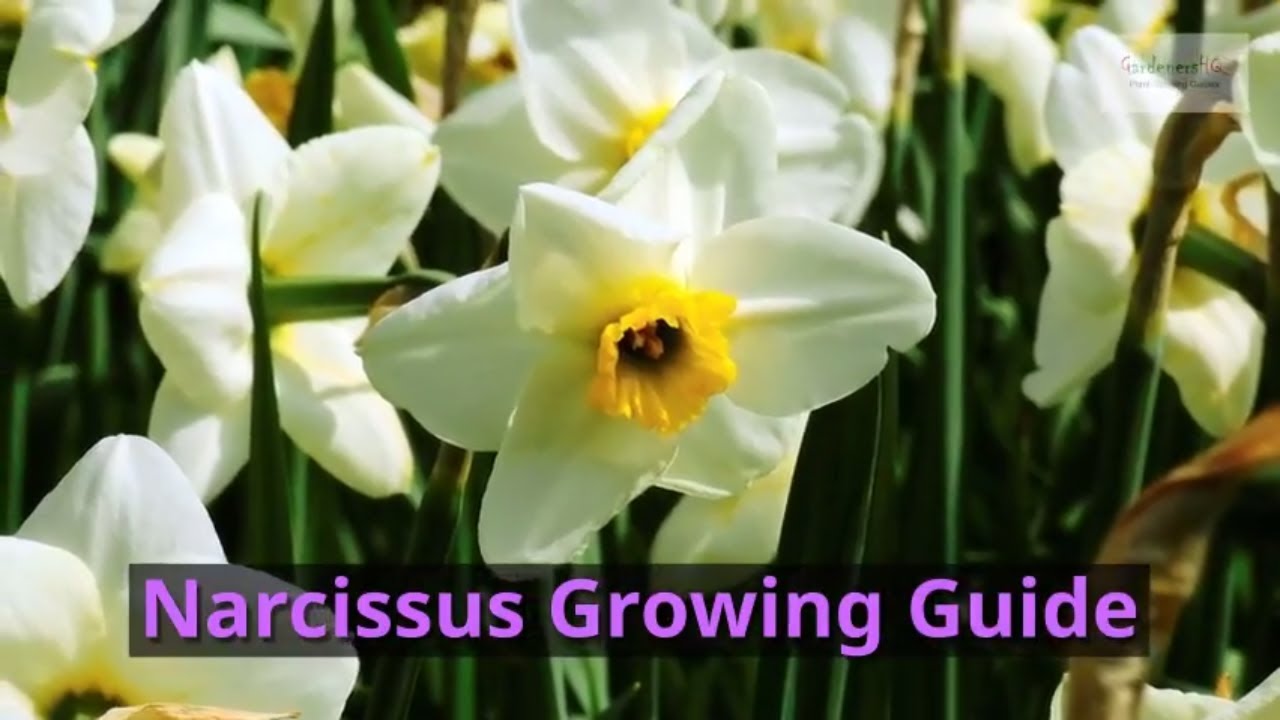 Narcissus Growing Guide (Daffodil) by GardenersHQ