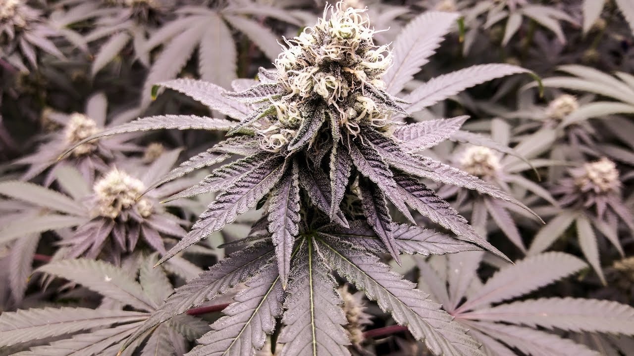 Apple Fritters grow vlog flower wk 6