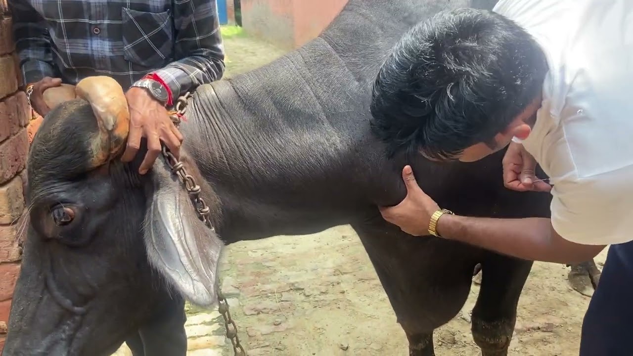 Jugular vein l dr umar khan