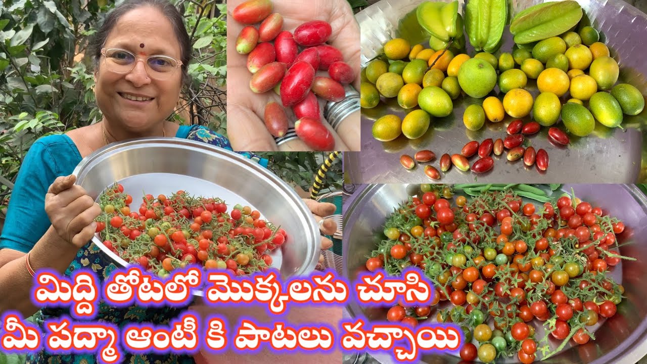 మిద్దె తోటలో మొక్కలను చూస్తూ కబుర్లు చెప్పుకుందాం || Harvest