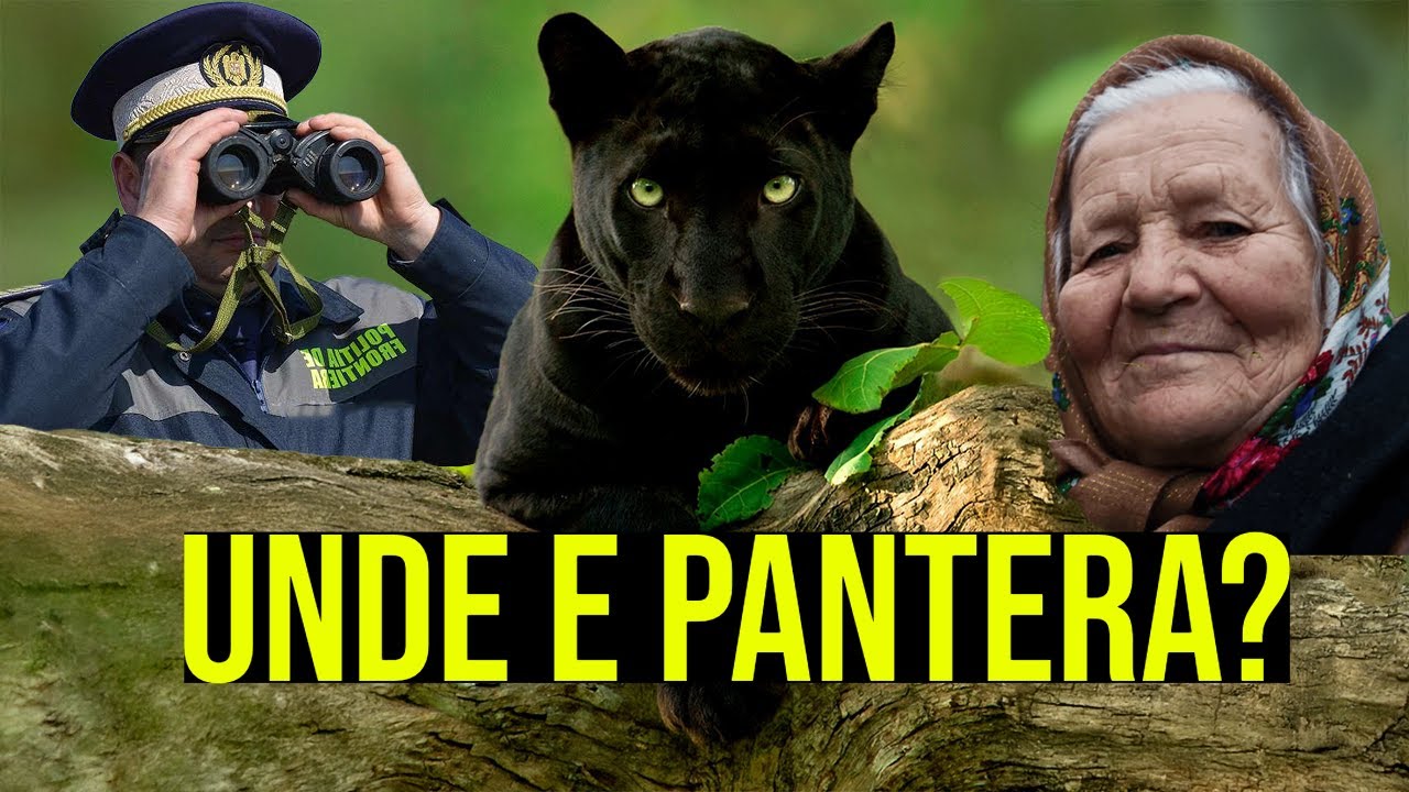 PANTERA NEAGRA - Care e faza ?
