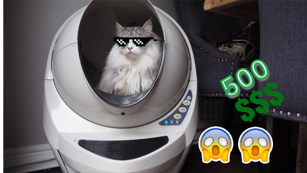Spoilt Mainecoon Reacts To New $500 Litter Robot