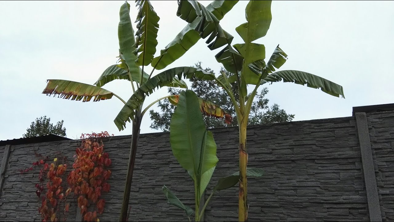 Musa balbisiana i musa acuminata .