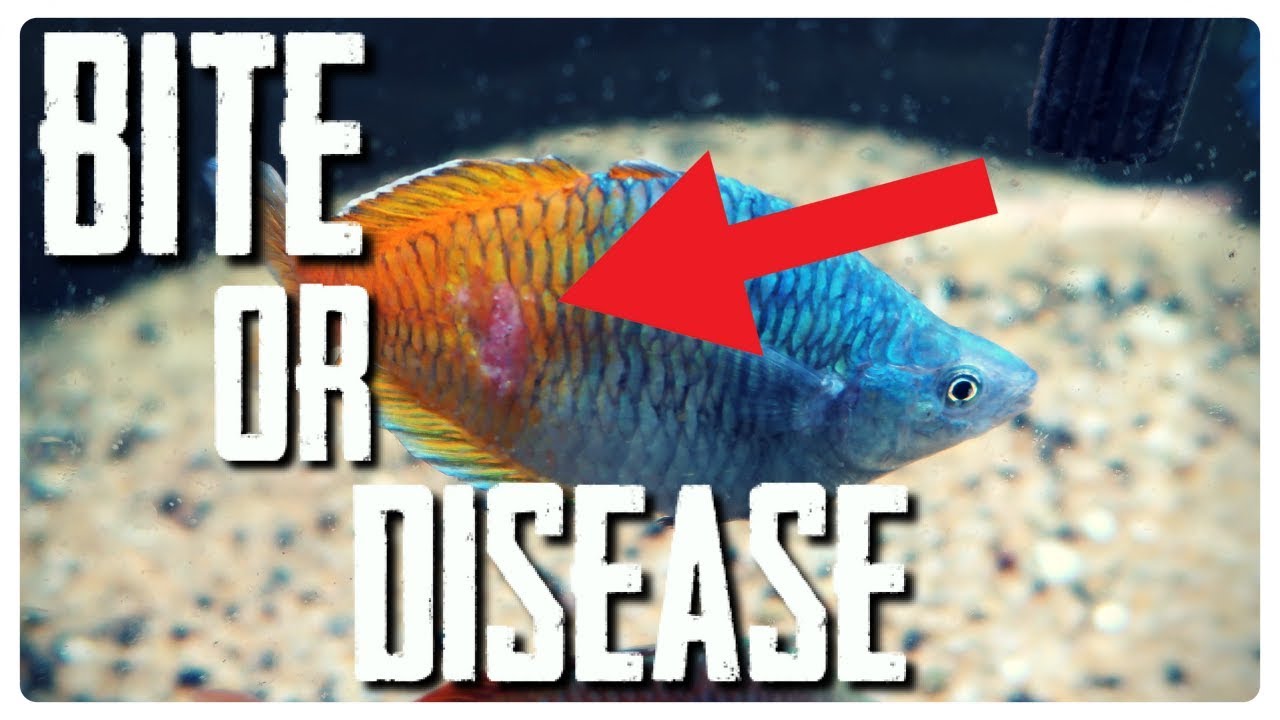 FISH AGGRESSION OR DISEASE?