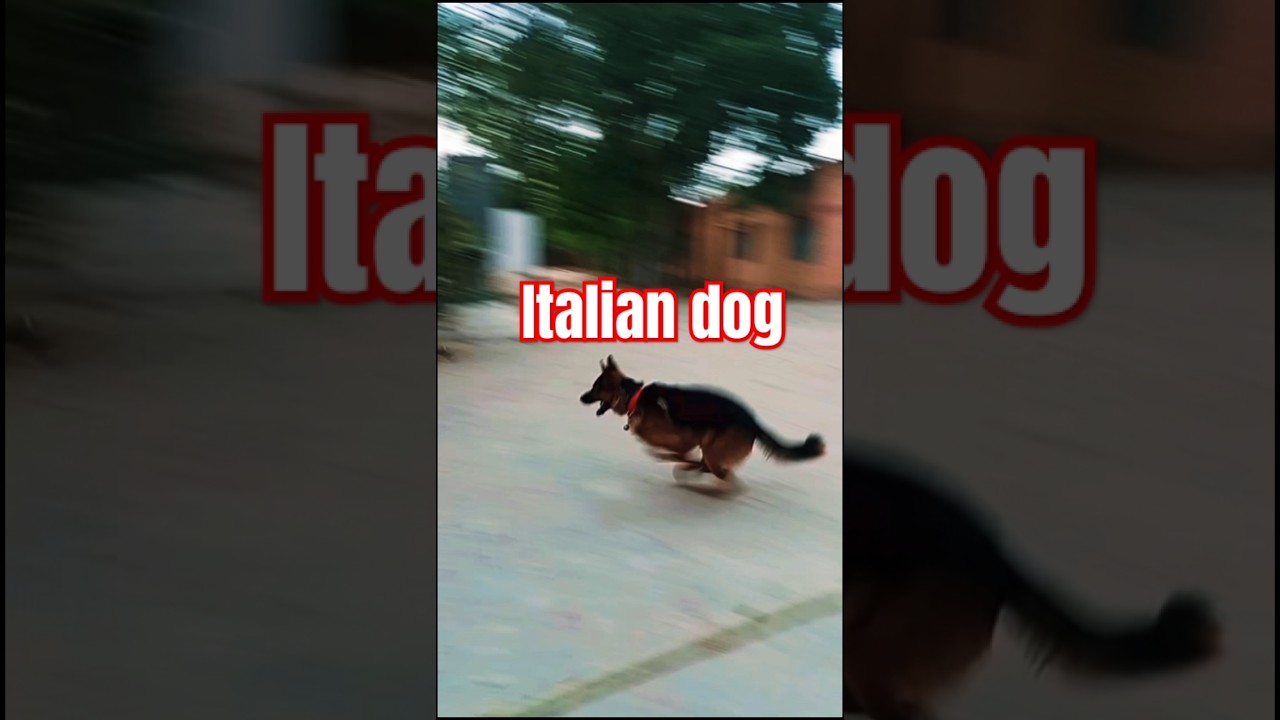 Italian dog 👌✅