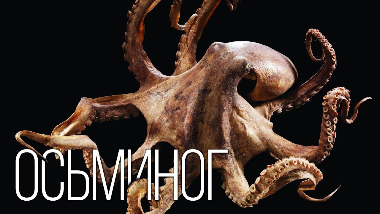 Осьминог: Интеллект из Глубины Океана | Интересные факты про осьминогов