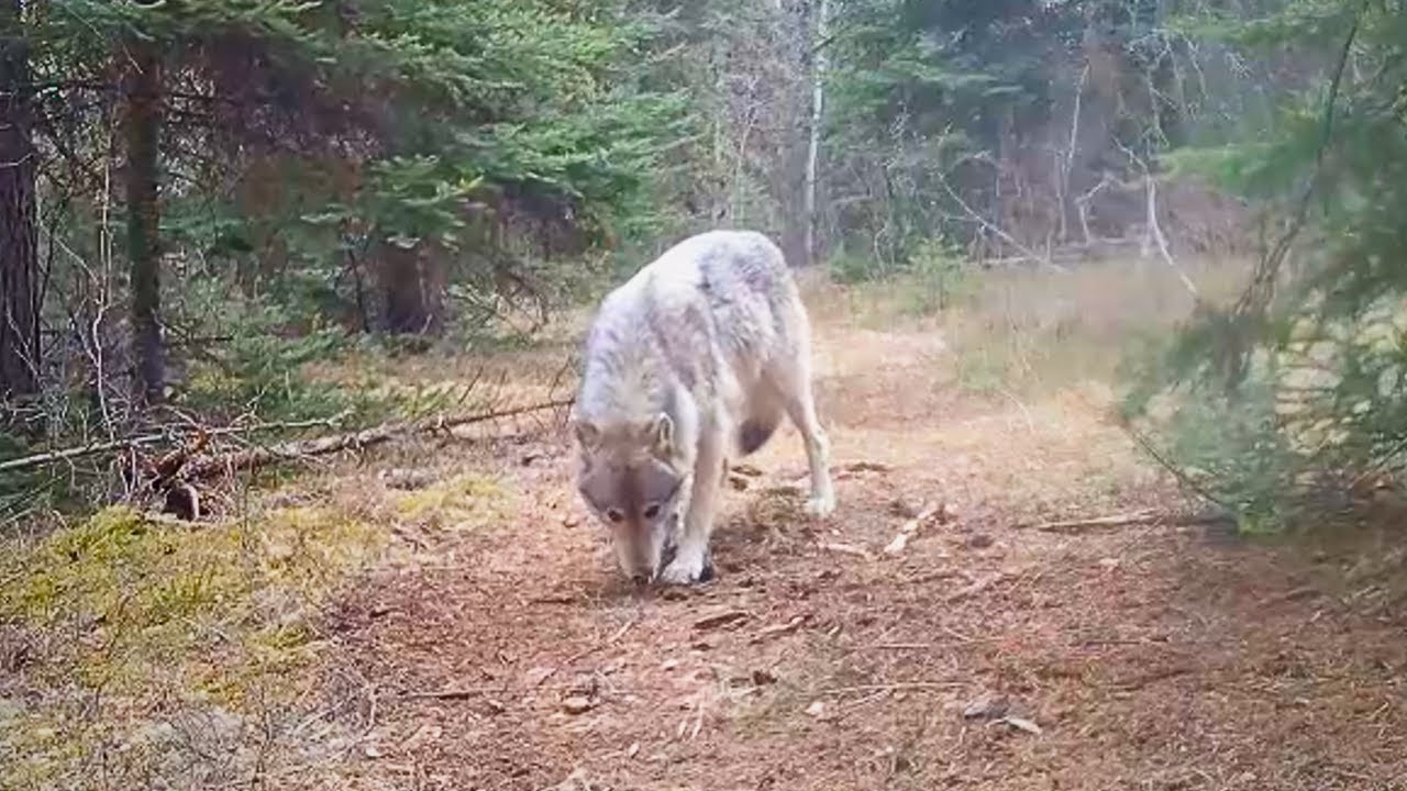 Wolves, Bears & More Canadian Wildlife - Spring 2025 Saskatchewan Forest Trail Cams