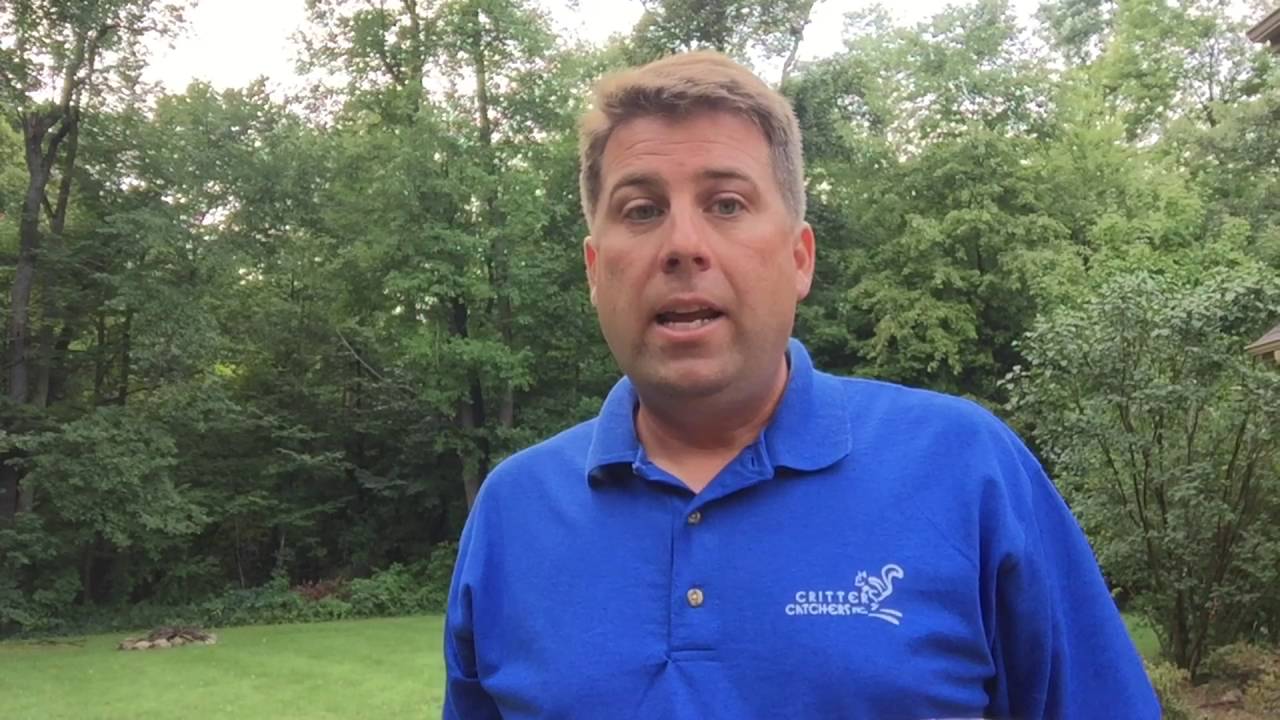 Ohio - Bats and Rabies - What to do?
