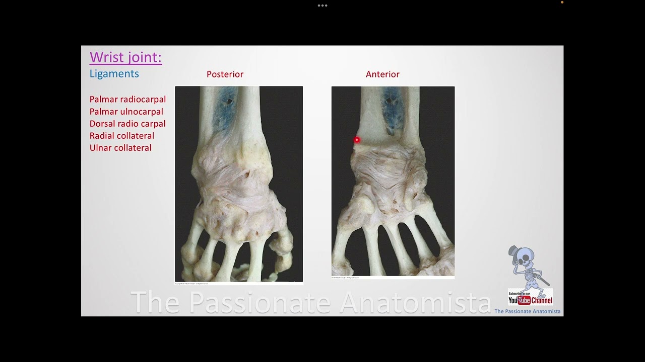 MSK module VD16 - Anatomy of the hand, part 1 (bones & ligaments)