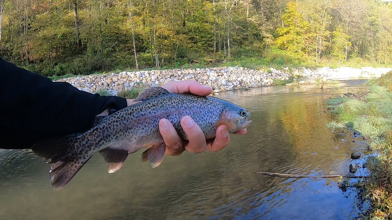 Paint Creek Iowa Driftless morning fishing