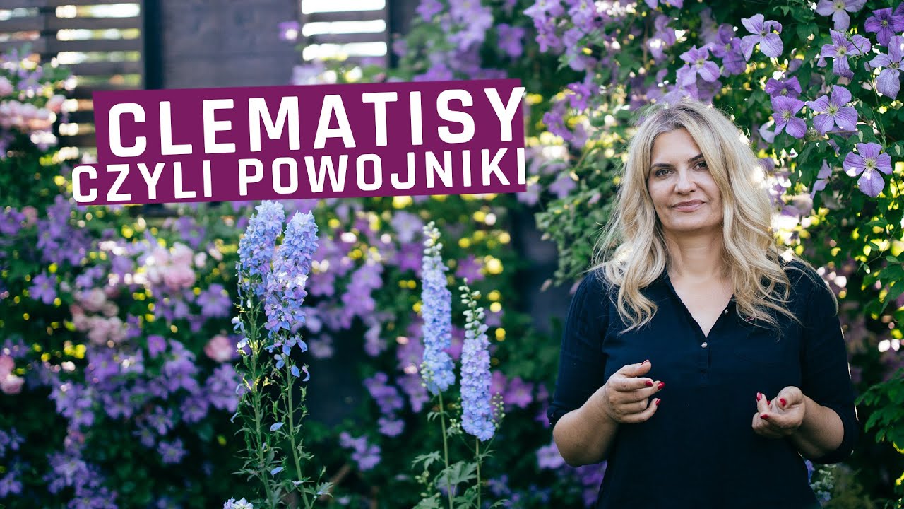 Clematisy - sprawdzone odmiany, uprawa, powojniki w ogrodzie