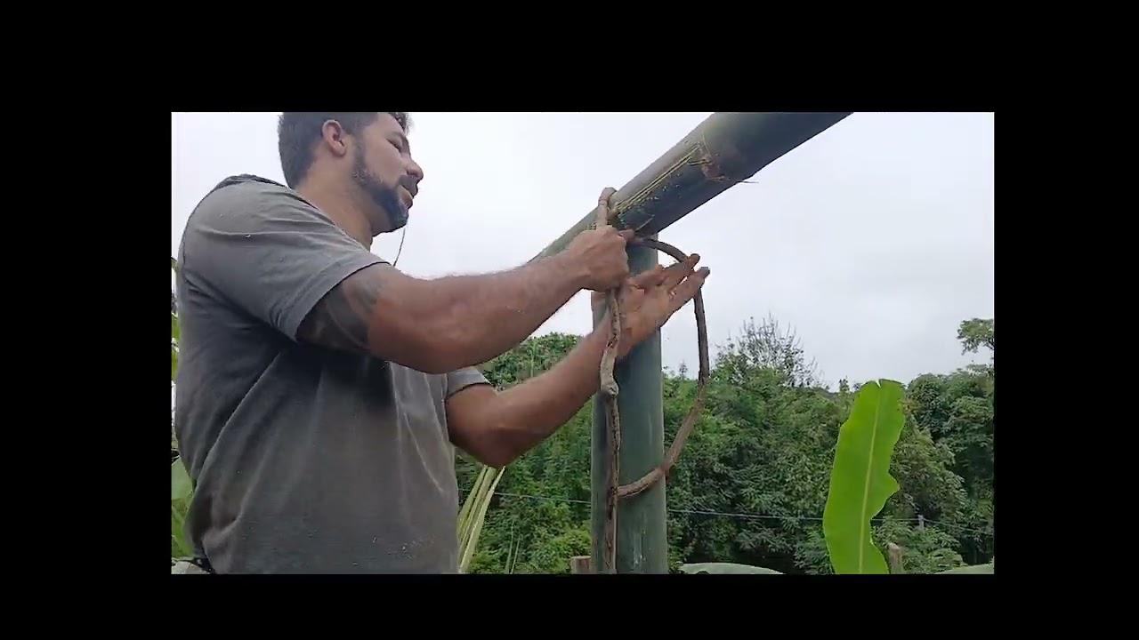 Construindo pergolado de #bambum#pergoladodemadeira #vidanaroça