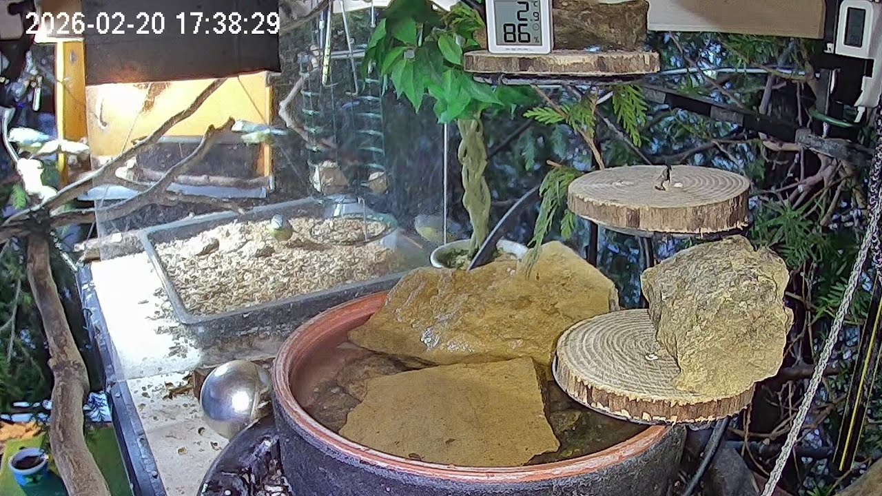 Später Nachmittag am Vogel-Spa (20.02.2026)