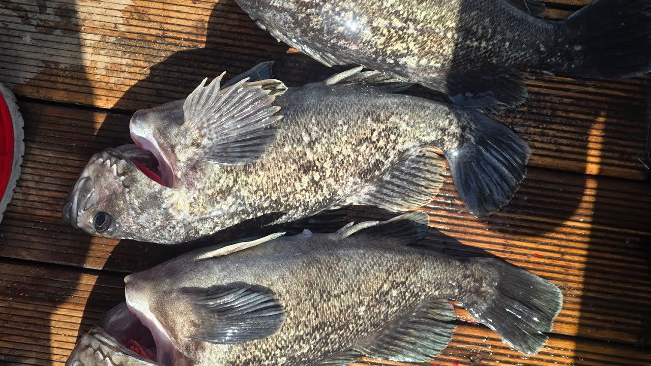 군산 비응항  대박 조황… 우럭 잡고 광어까지 나왔다 🎣