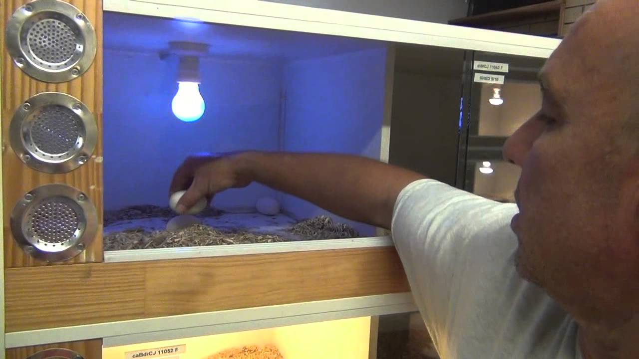 Incubating Python Eggs: K Brothers Pythons: ep. 17