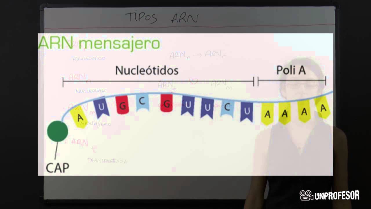 Tipos de ARN