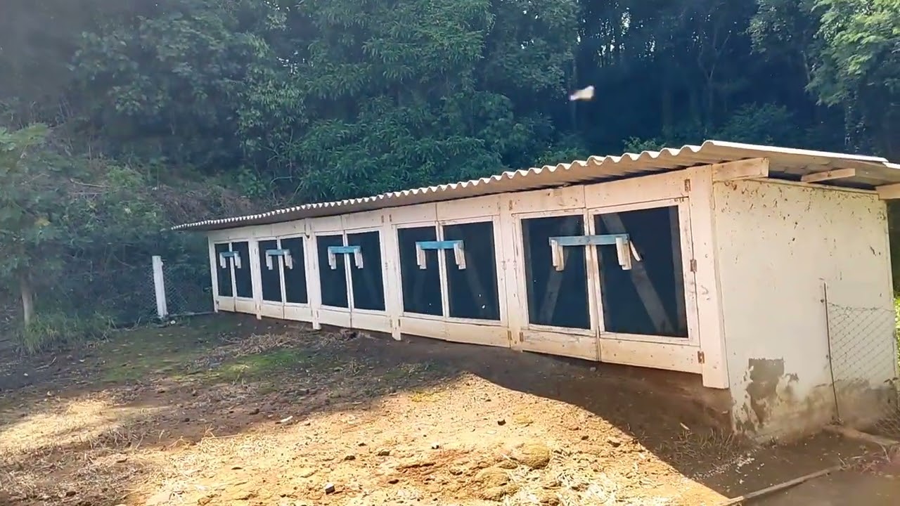 TODOS DETALHES DA GRANJA DE SUINOS 🤠