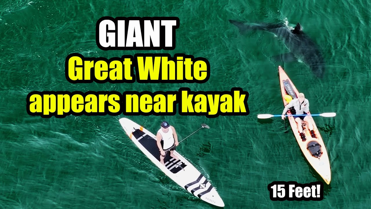 14 Foot Great White Shark Appears Behind Us