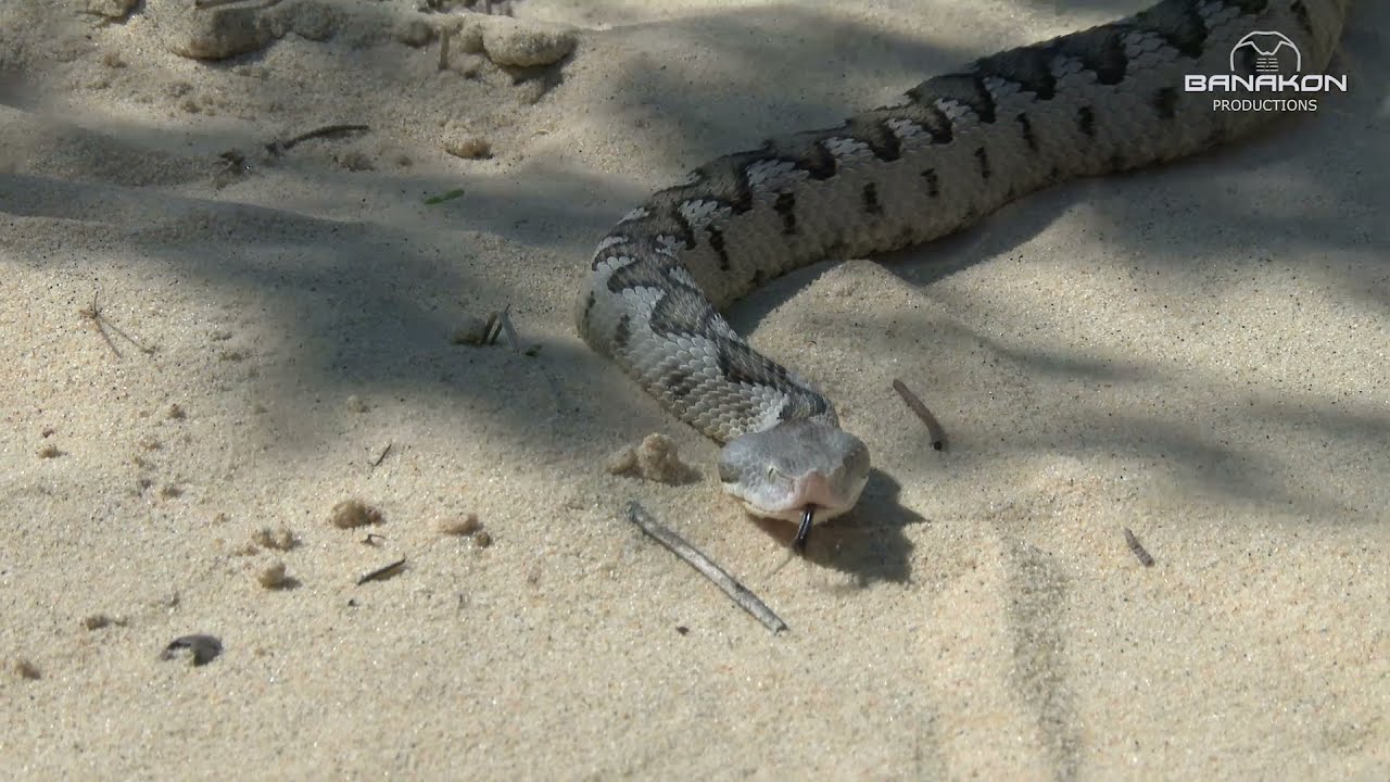 VIPERA LATASTEI GADITANA
