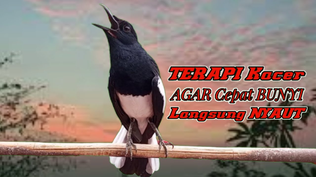 TERAPI MALAM SUARA KACER NGEPLONG GACOR, COCOK BUAT PANCINGAN KACER BAHAN SUPAYA LEKAS BUNYI GACOR!