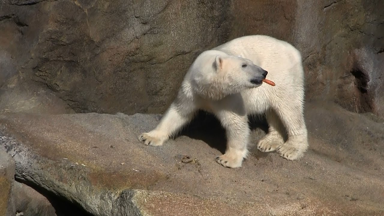 Eisbären Zoo Schönbrunn - Lynn und Ranzo