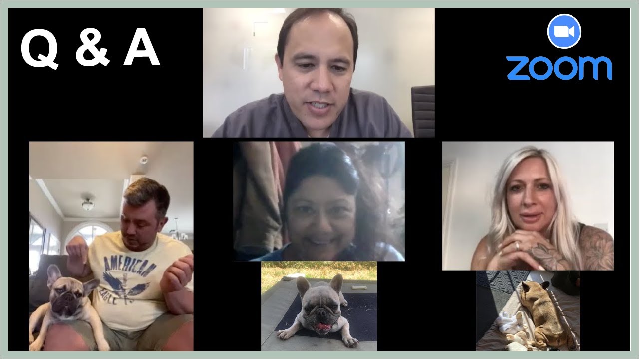 Vestibular Disease, Hydrocephalus, & IVDD in French Bulldogs - Q&A || May 14, 2020