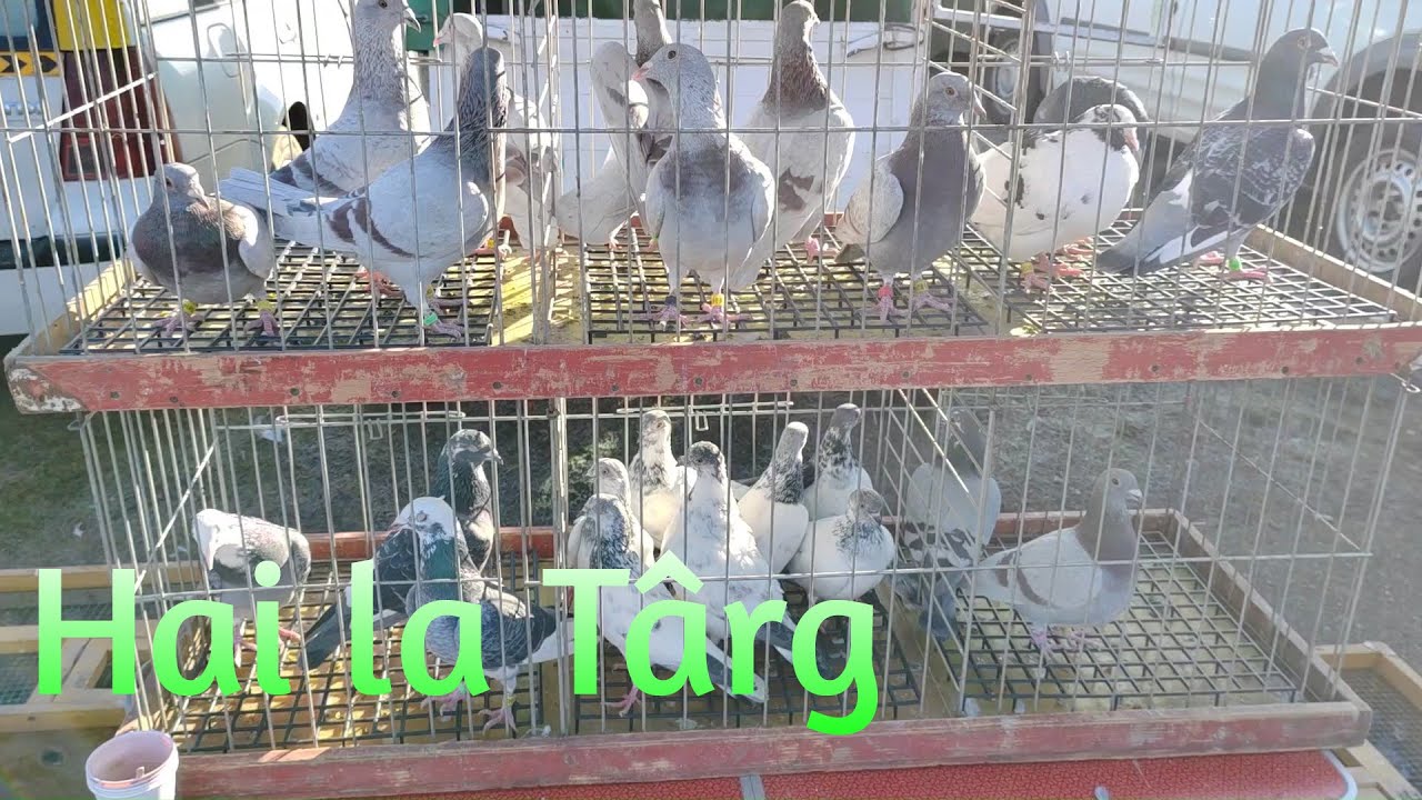 Targ porumbei si alte animale Ludus 05.01.25 Part 1