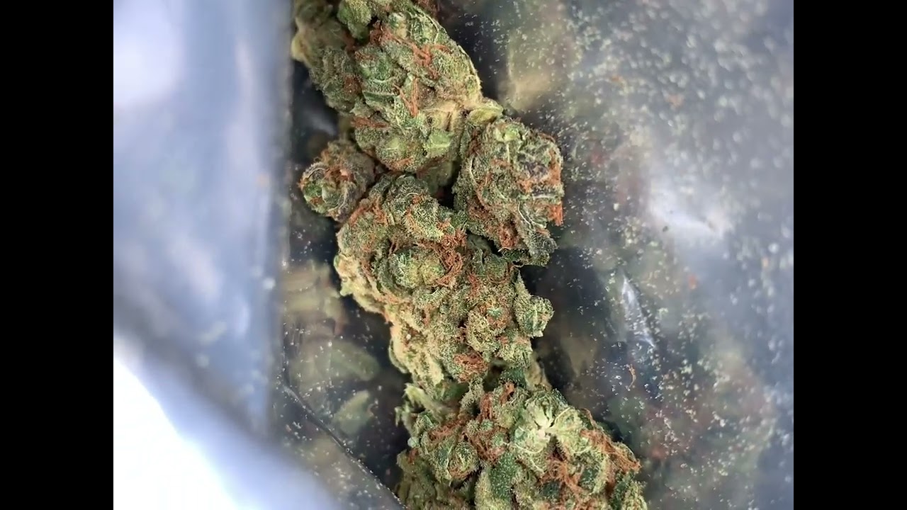 Back Forty Cannabis Pine Kush Buds