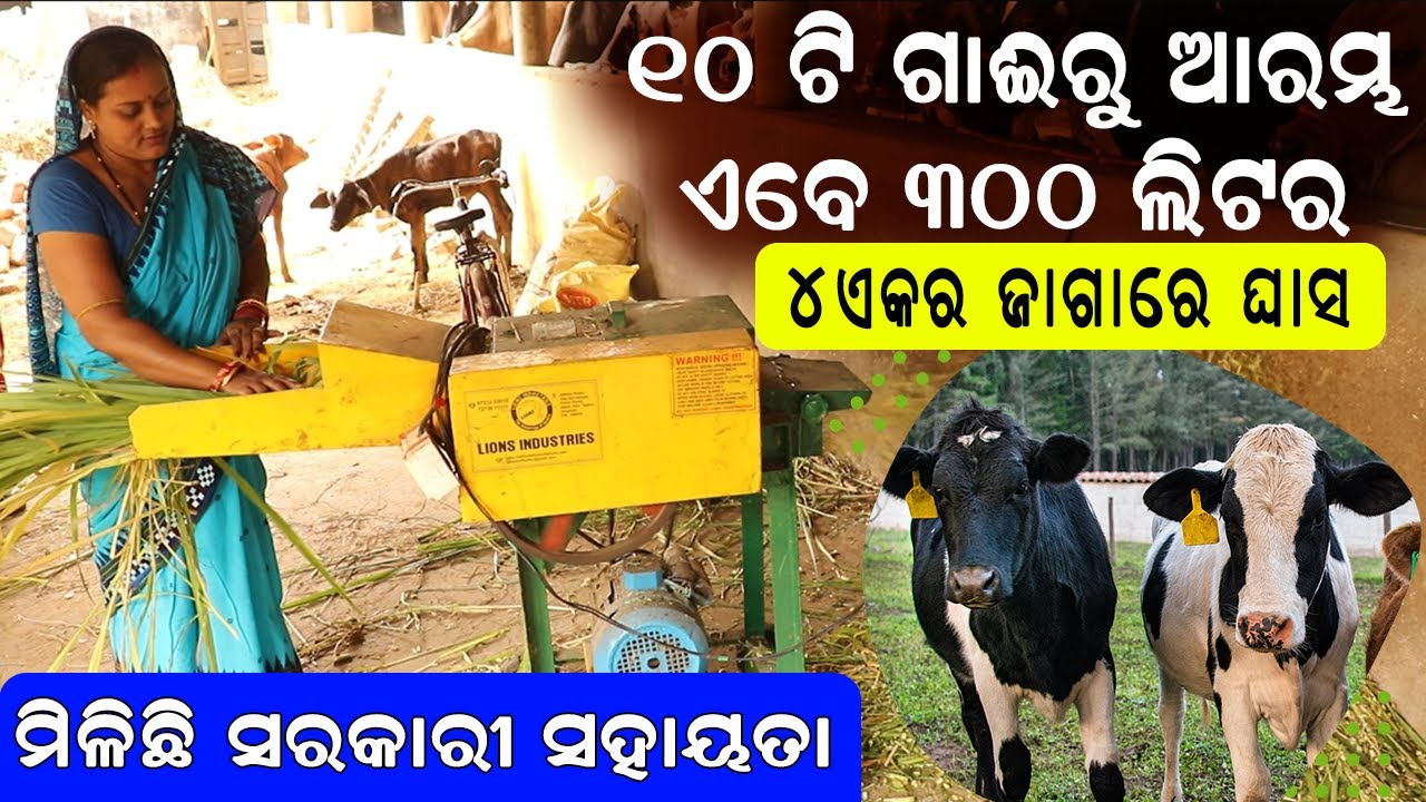 ୧୦ଟି ଗାଈରୁ ଏବେ ୩୦୦ ଲିଟର || How to start dairy farm . @EfarmingOdisha