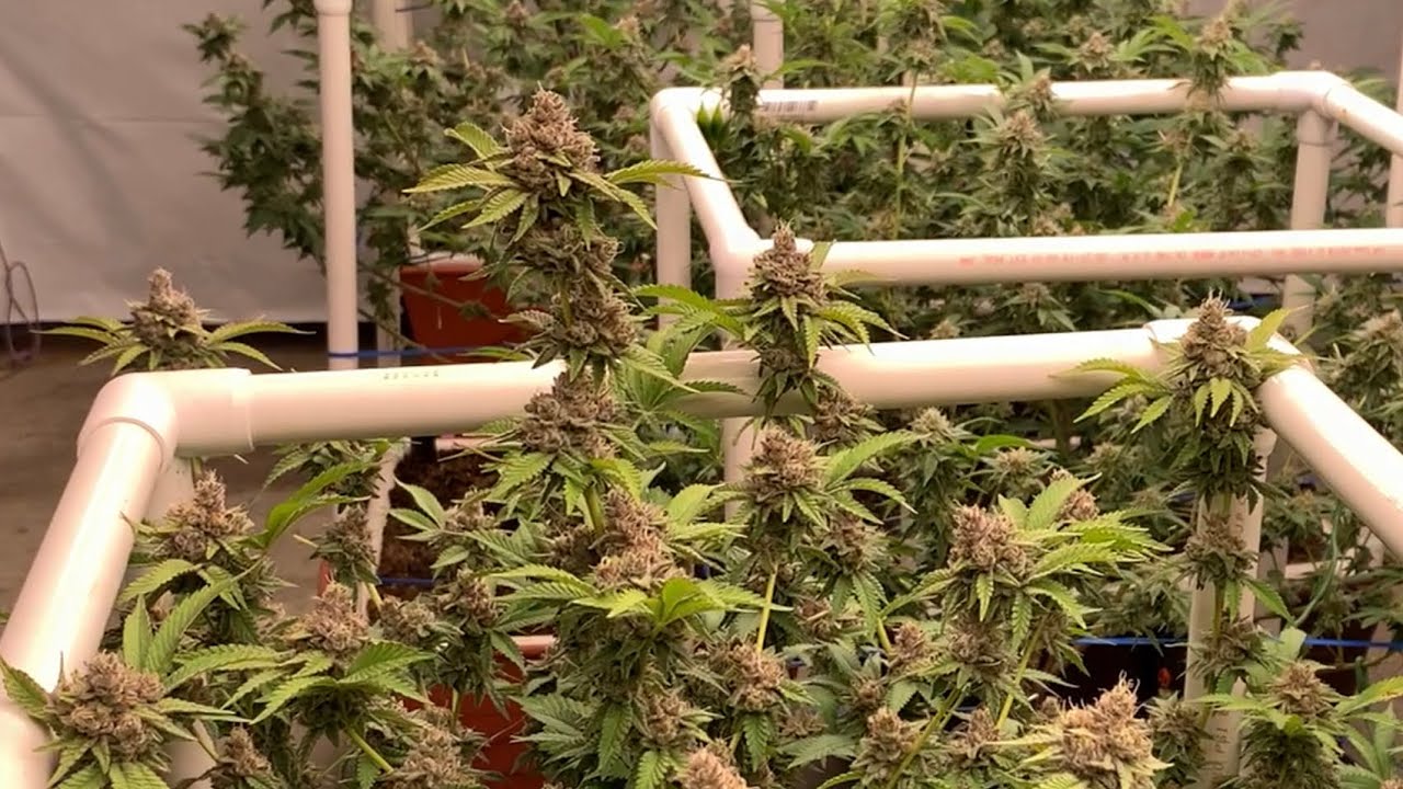 Organic Living Soil Cannabis Grow: Fruity Pebbles OG, Tropicana Cookies, Purpke Kush x SSDD