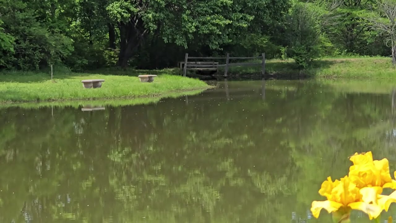 View of Pond with Yellow Iris-Relaxing music
