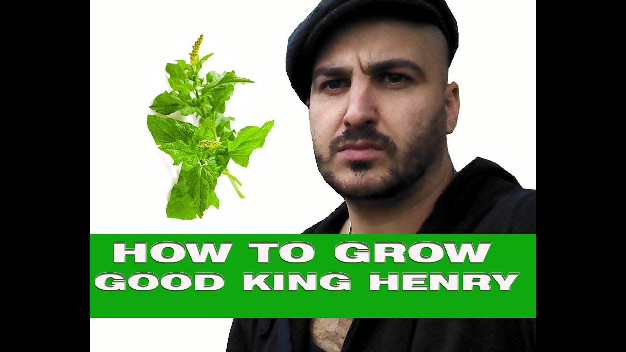 How to Grow Good King Henry