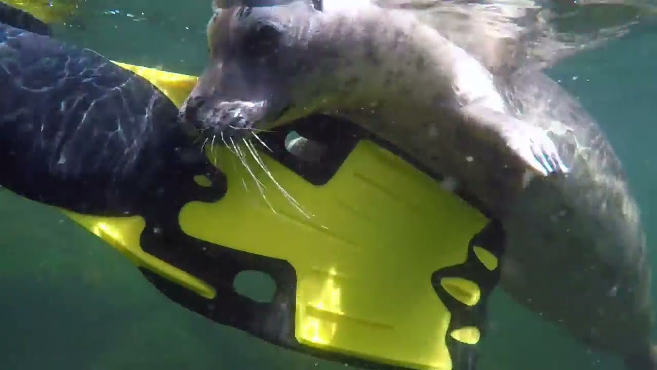 swimming with seals in vancouver, canada
