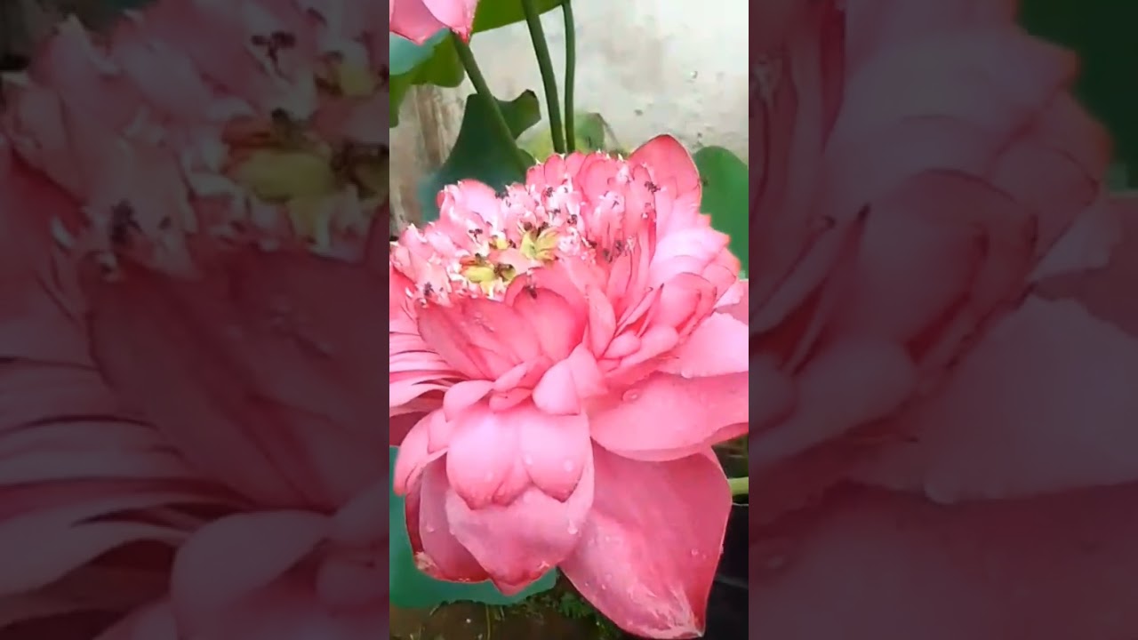 Song Kaitha Poovin  | Music M G Radhakrishnan | Singers K S Chithra & Mohanlal