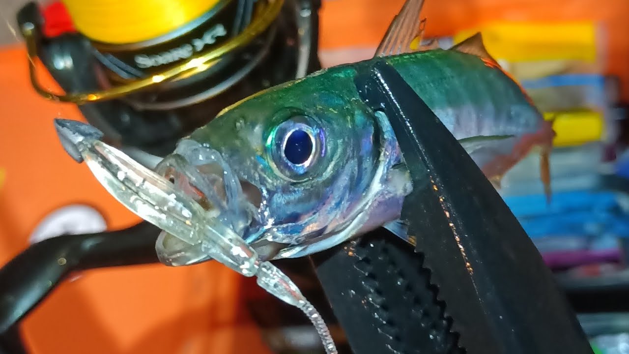 🌊🎣🐟 Fishup triple stick ler ile aji oyunları ♥️#lrf #lighrockfishing #fishup #ajing   #softbaits 