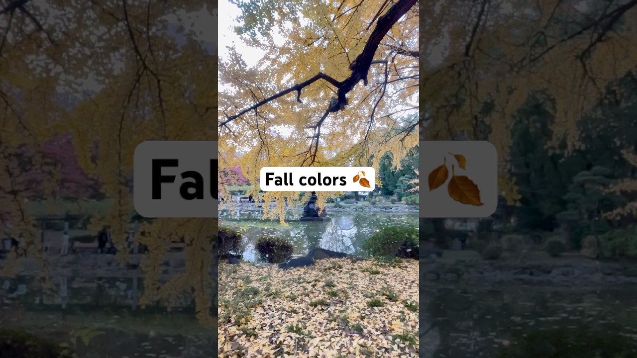 Fall Colors Therapy 