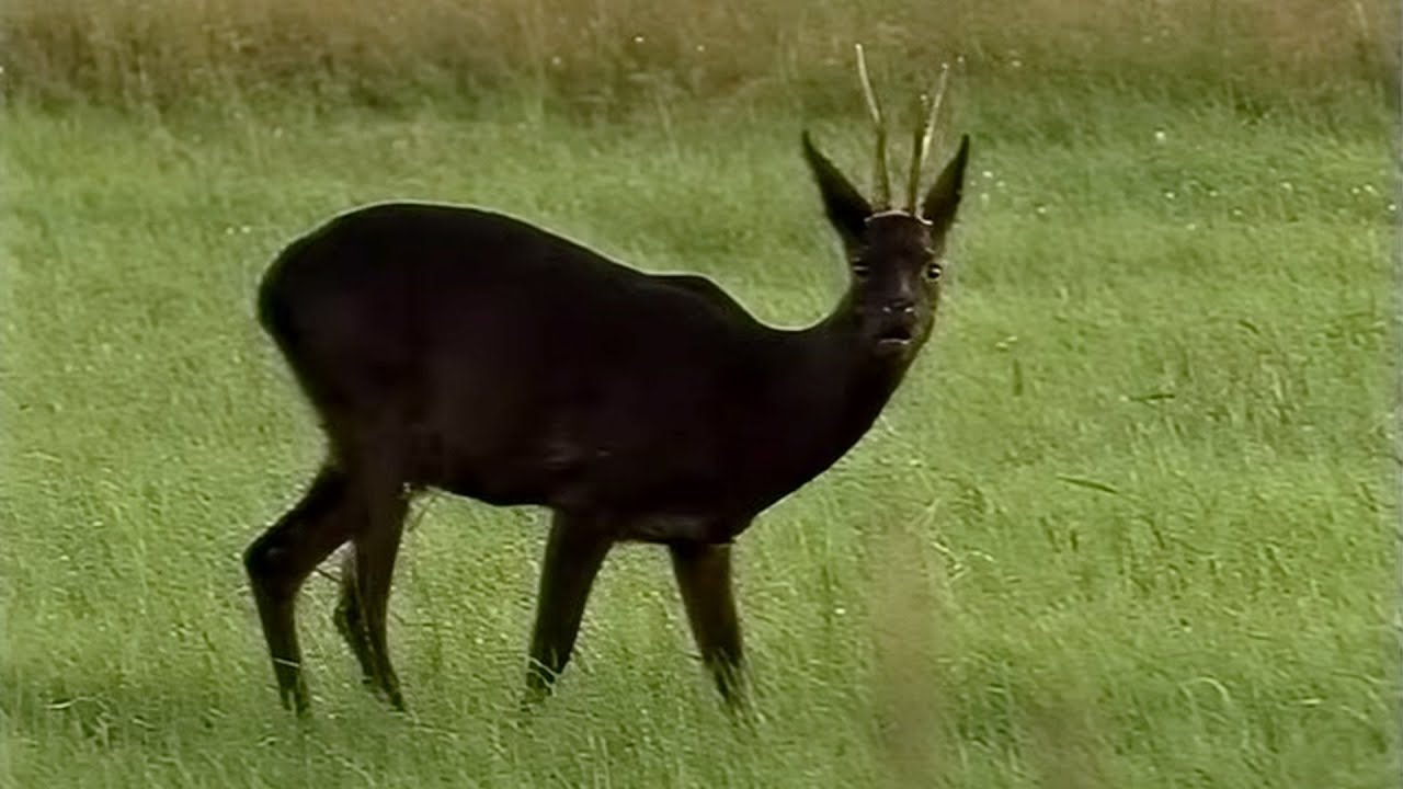 Brandrot und Nachtschwarz Das schwarze Rehwild