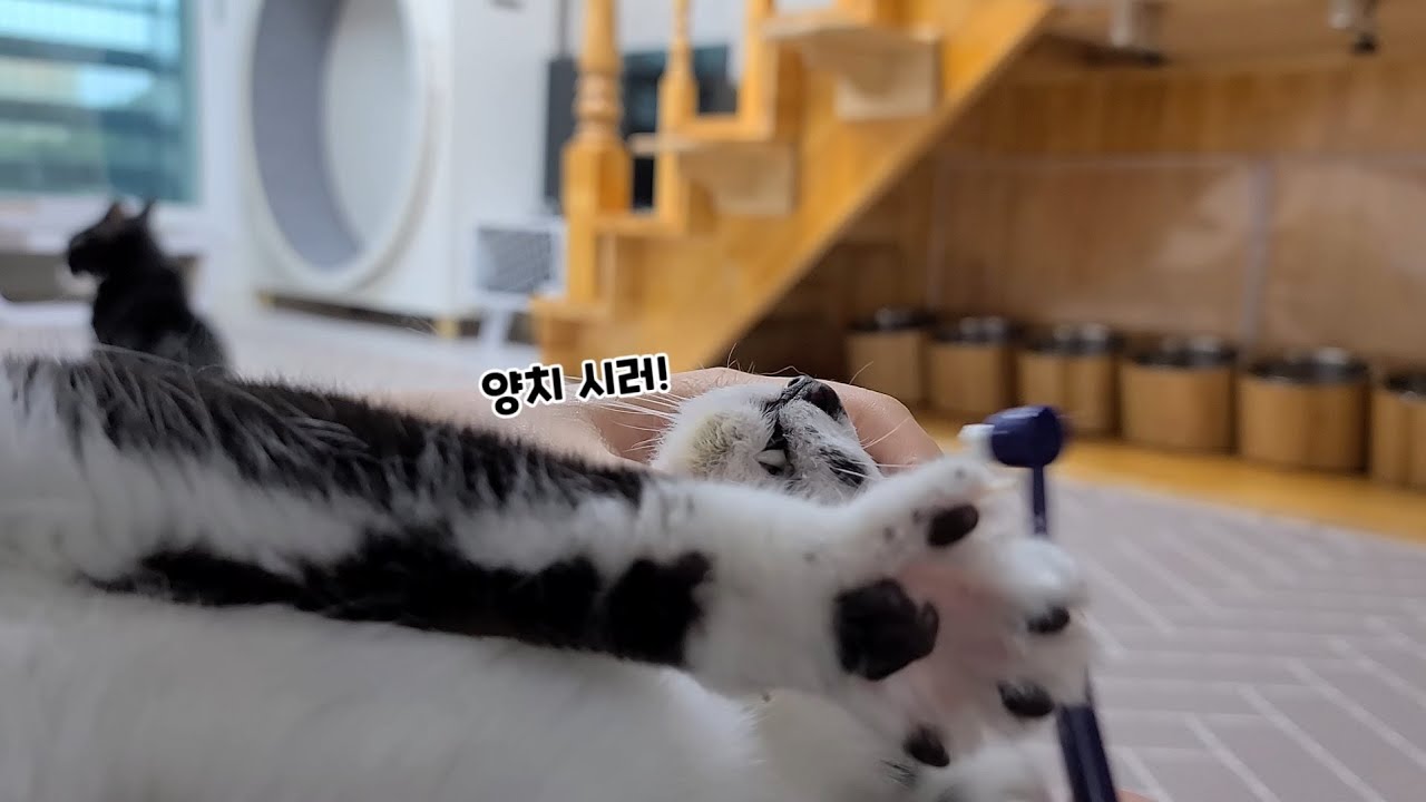 봄,소이 양치하기 난이도 완전 쉬움🤭
