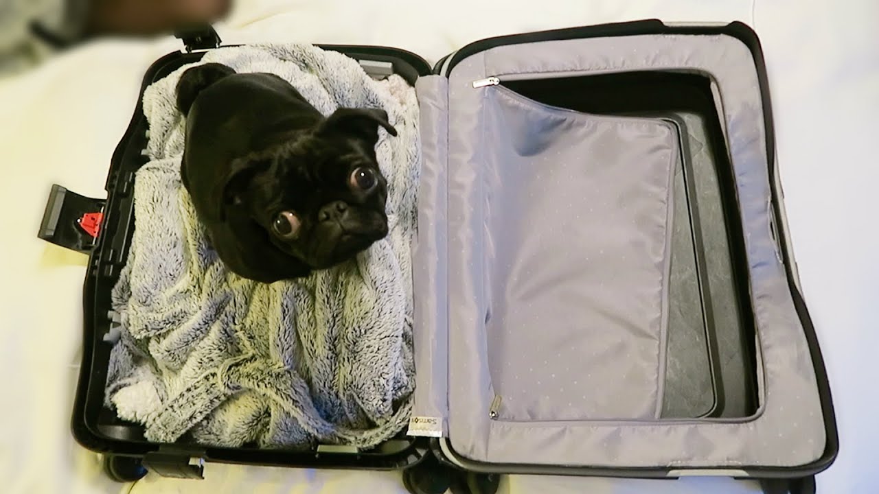 NALA'S COMING TO NEW YORK