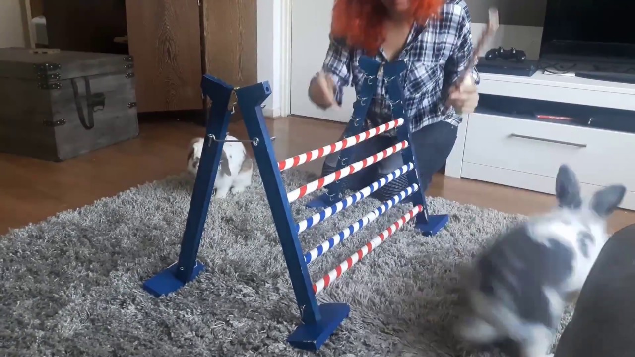 Zo leer je een konijn springen!