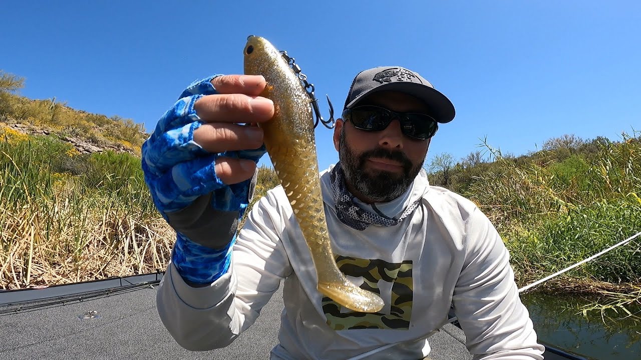 The New Berkley CULL SHAD Swimbait