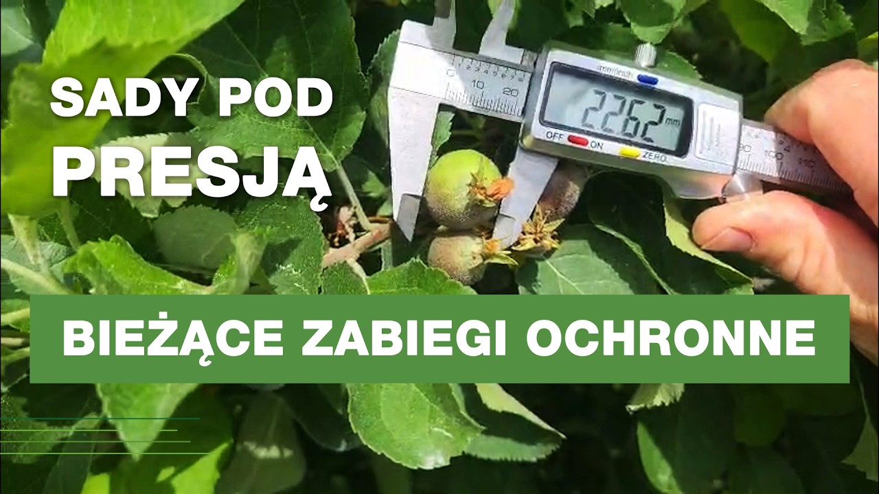 Komunikat sadowniczy Frusto //  Czas intensywnej ochrony przed chorobami