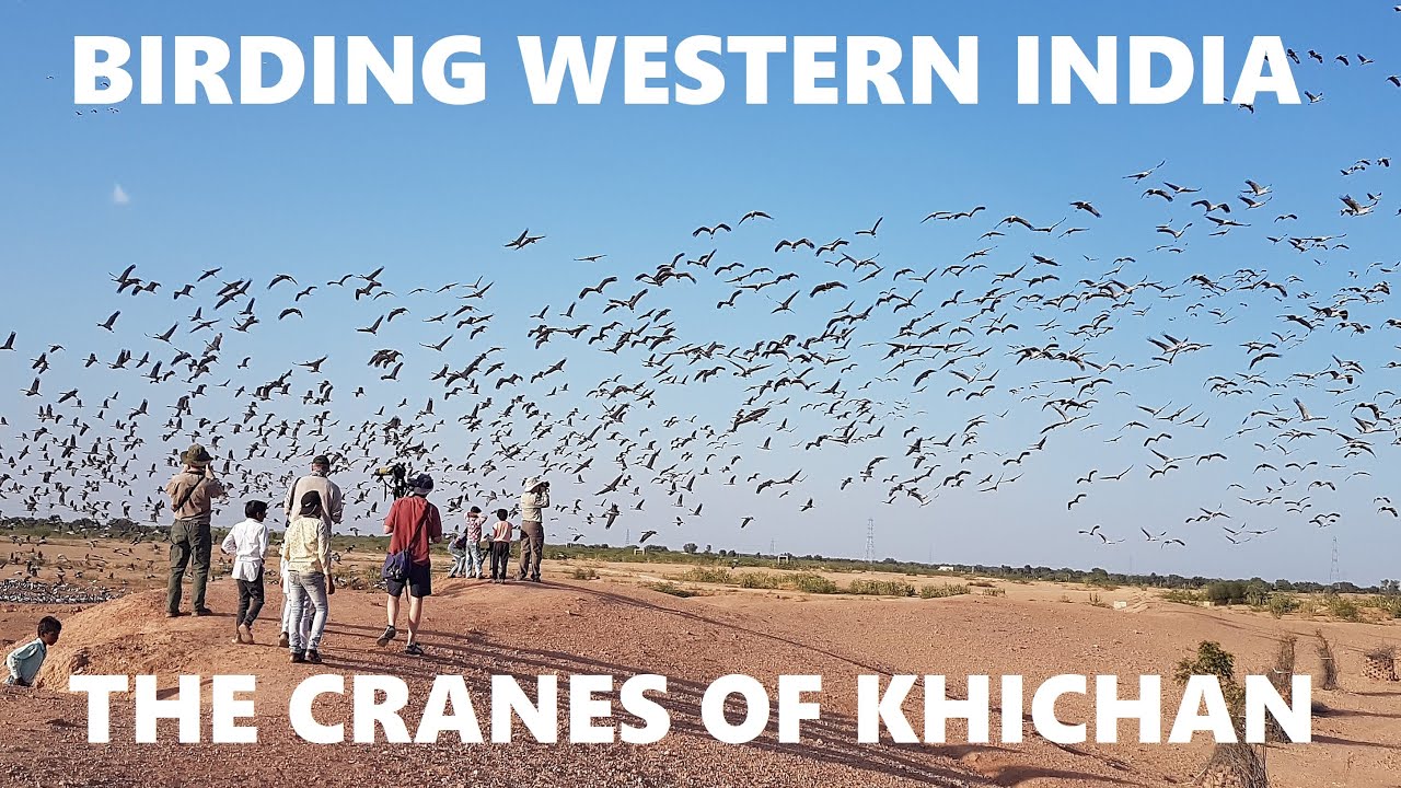BIRDING WESTERN INDIA: THE CRANES OF KHICHAN
