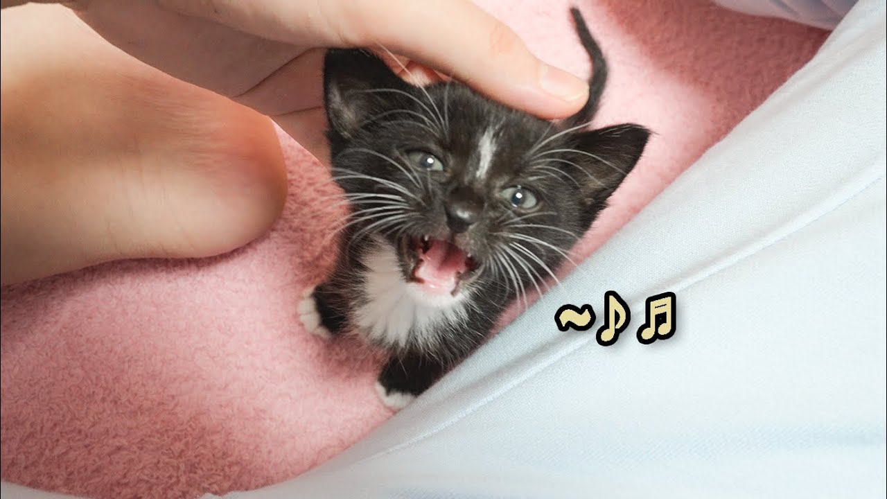 Two Talkative Kittens Keep Talking to Humans...!