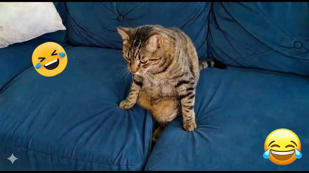You Laugh You Lose 🤡 Funniest Cats and Dogs 2026 🐾💗 Part 20