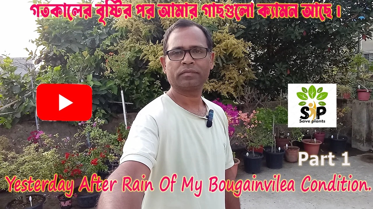 Yesterday After Rain Of My Bougainvilea Condition........