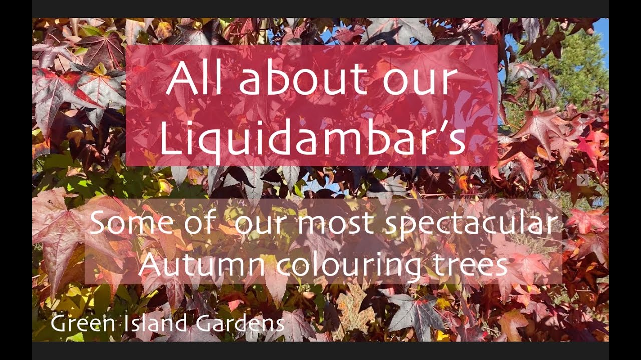 Все, что вам нужно знать о Liquidambar (Sweetgum).