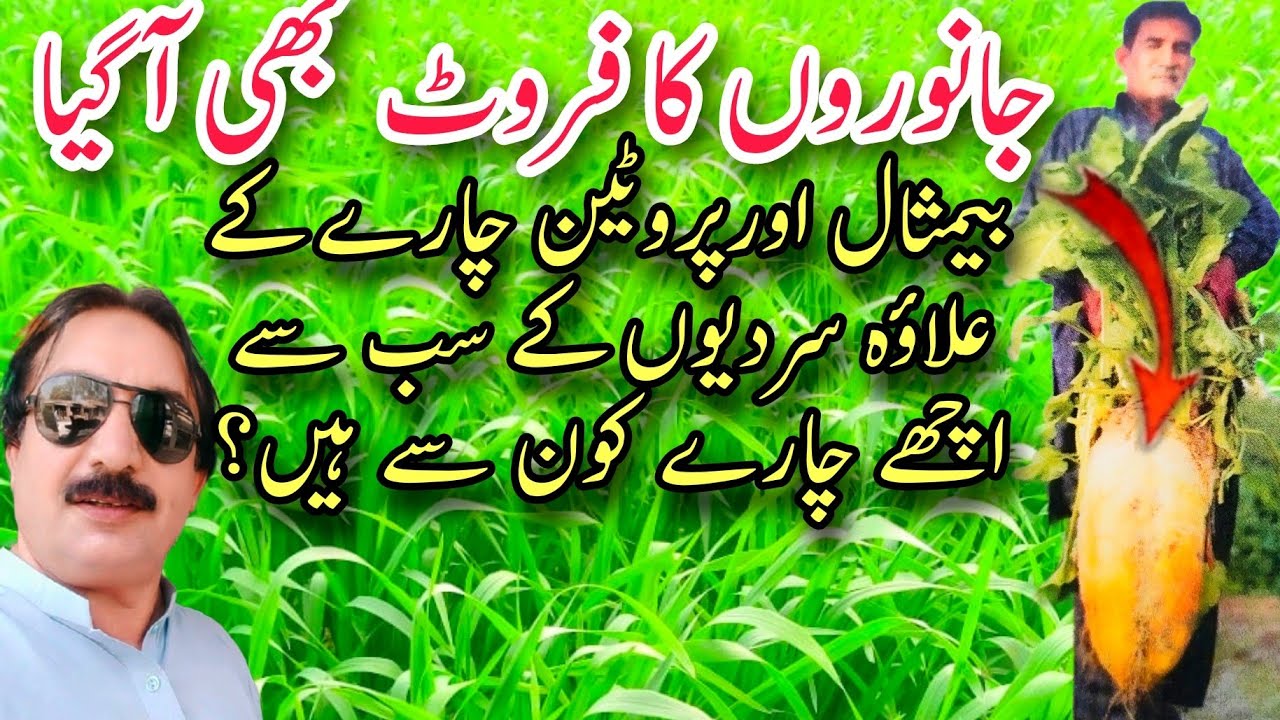 جانوروں کے لیے چارے کے بعد اب فروٹ بھی آگیا| سردیوں کے بہت ہی فائدہ مند چارے کون سے ہیں