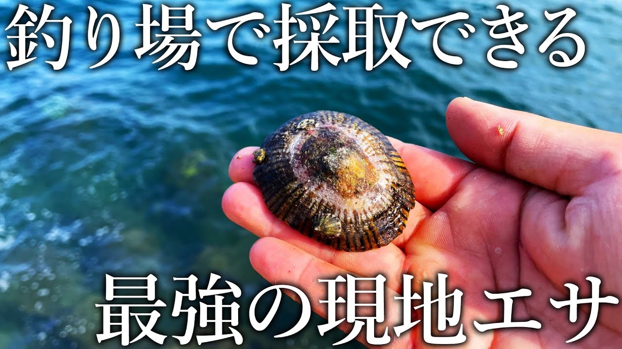 釣り場で見かける謎の貝…実は巨大な魚が狂ったように釣れる最強エサ